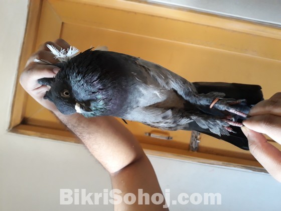 High flyer pigeon